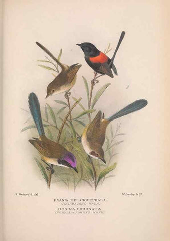 Reproducción/Reproduction 48684868771: The Birds of Australia. London :Witherby & Co.,1910-1927.. 