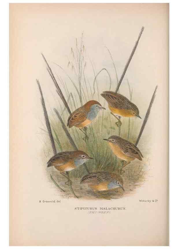 Reproducción/Reproduction 48684529223: The Birds of Australia. London :Witherby & Co.,1910-1927.. 