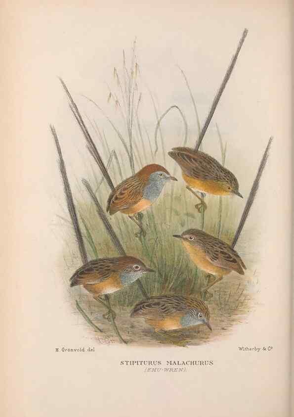 Reproducción/Reproduction 48684529223: The Birds of Australia. London :Witherby & Co.,1910-1927.. 