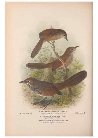 Reproducción/Reproduction 48684869376: The Birds of Australia. London :Witherby & Co.,1910-1927.. 