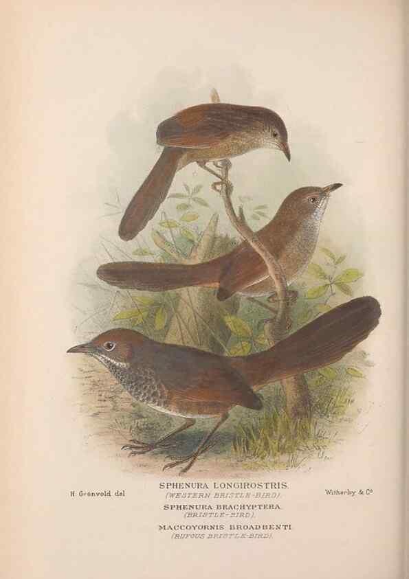 Reproducción/Reproduction 48684869376: The Birds of Australia. London :Witherby & Co.,1910-1927.. 