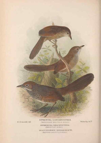 Reproducción/Reproduction 48684869376: The Birds of Australia. London :Witherby & Co.,1910-1927.. 
