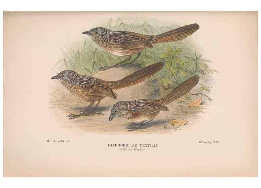Reproducción/Reproduction 48684869741: The Birds of Australia. London :Witherby & Co.,1910-1927.. 