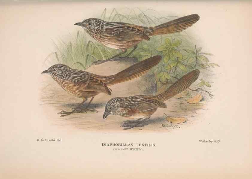 Reproducción/Reproduction 48684869741: The Birds of Australia. London :Witherby & Co.,1910-1927.. 