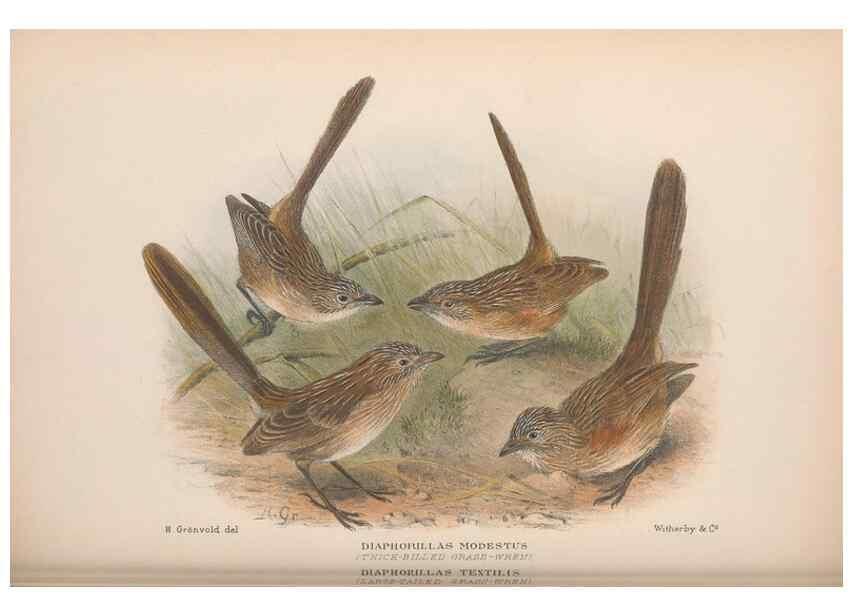 Reproducción/Reproduction 48685043452: The Birds of Australia. London :Witherby & Co.,1910-1927.. 