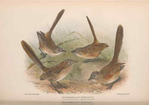 Reproducción/Reproduction 48685043452: The Birds of Australia. London :Witherby & Co.,1910-1927.. 