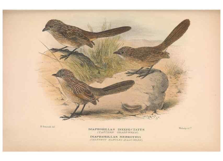 Reproducción/Reproduction 48684530718: The Birds of Australia. London :Witherby & Co.,1910-1927.. 