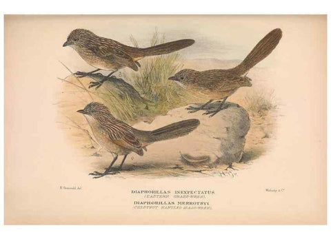 Reproducción/Reproduction 48684530718: The Birds of Australia. London :Witherby & Co.,1910-1927.. 