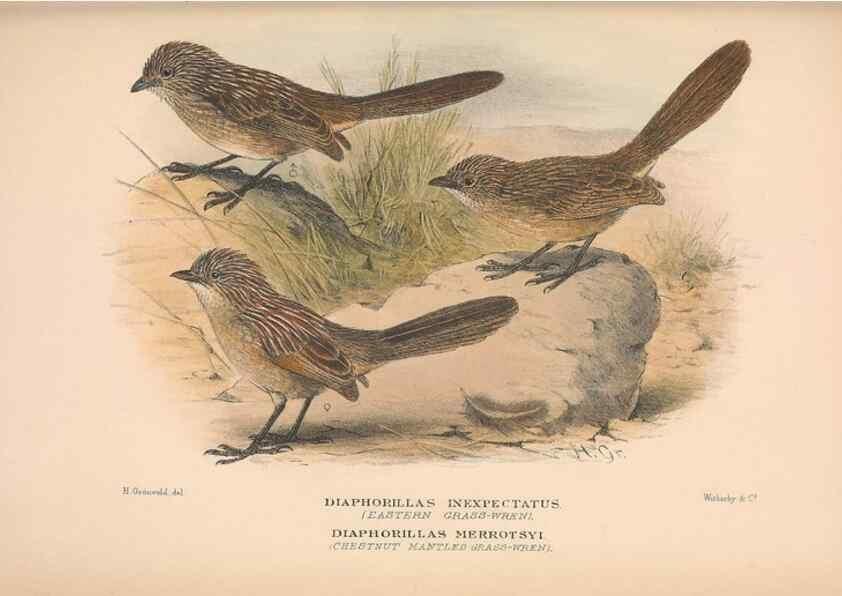 Reproducción/Reproduction 48684530718: The Birds of Australia. London :Witherby & Co.,1910-1927.. 