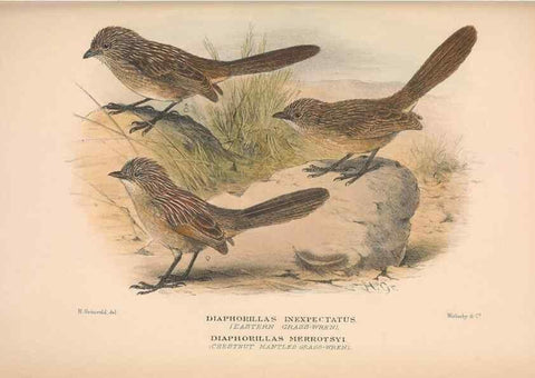 Reproducción/Reproduction 48684530718: The Birds of Australia. London :Witherby & Co.,1910-1927.. 
