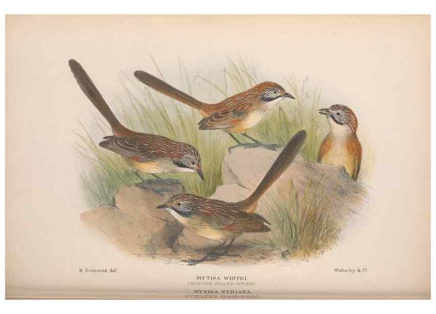 Reproducción/Reproduction 48684531038: The Birds of Australia. London :Witherby & Co.,1910-1927.. 