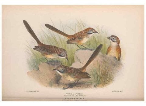Reproducción/Reproduction 48684531038: The Birds of Australia. London :Witherby & Co.,1910-1927.. 