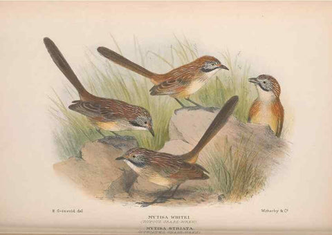 Reproducción/Reproduction 48684531038: The Birds of Australia. London :Witherby & Co.,1910-1927.. 