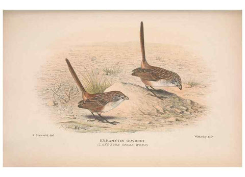 Reproducción/Reproduction 48684531318: The Birds of Australia. London :Witherby & Co.,1910-1927.. 