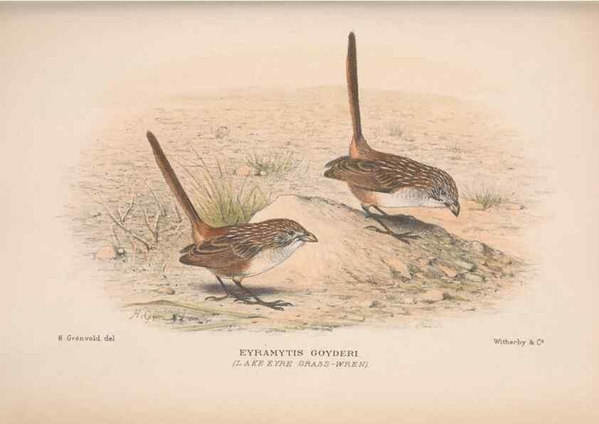 Reproducción/Reproduction 48684531318: The Birds of Australia. London :Witherby & Co.,1910-1927.. 