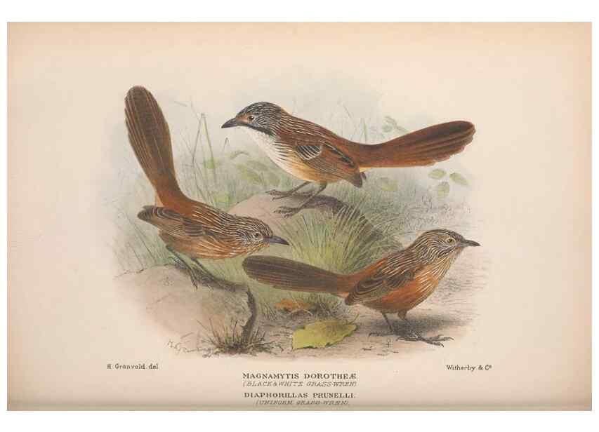 Reproducción/Reproduction 48685044642: The Birds of Australia. London :Witherby & Co.,1910-1927.. 