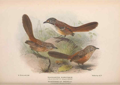 Reproducción/Reproduction 48685044642: The Birds of Australia. London :Witherby & Co.,1910-1927.. 