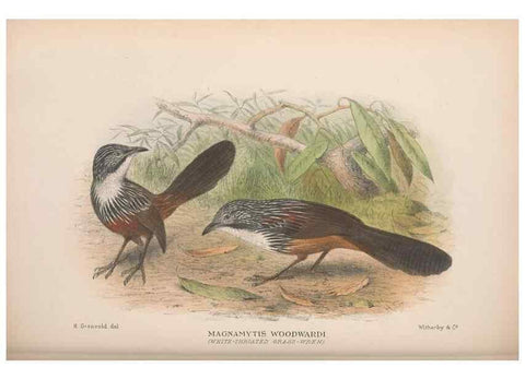 Reproducción/Reproduction 48684532028: The Birds of Australia. London :Witherby & Co.,1910-1927.. 