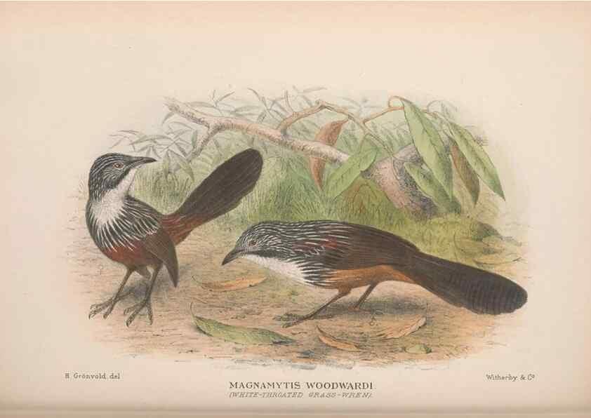 Reproducción/Reproduction 48684532028: The Birds of Australia. London :Witherby & Co.,1910-1927.. 
