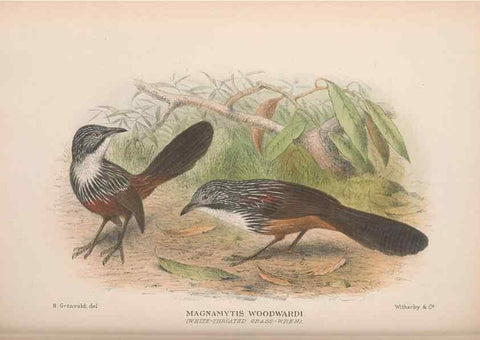 Reproducción/Reproduction 48684532028: The Birds of Australia. London :Witherby & Co.,1910-1927.. 