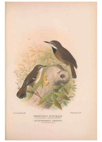 Reproducción/Reproduction 48685040092: The Birds of Australia. London :Witherby & Co.,1910-1927.. 