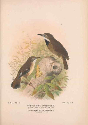 Reproducción/Reproduction 48685040092: The Birds of Australia. London :Witherby & Co.,1910-1927.. 