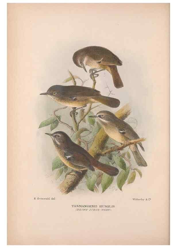Reproducción/Reproduction 48684866681: The Birds of Australia. London :Witherby & Co.,1910-1927.. 