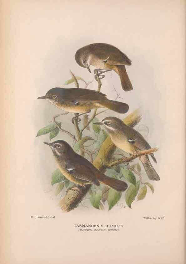 Reproducción/Reproduction 48684866681: The Birds of Australia. London :Witherby & Co.,1910-1927.. 