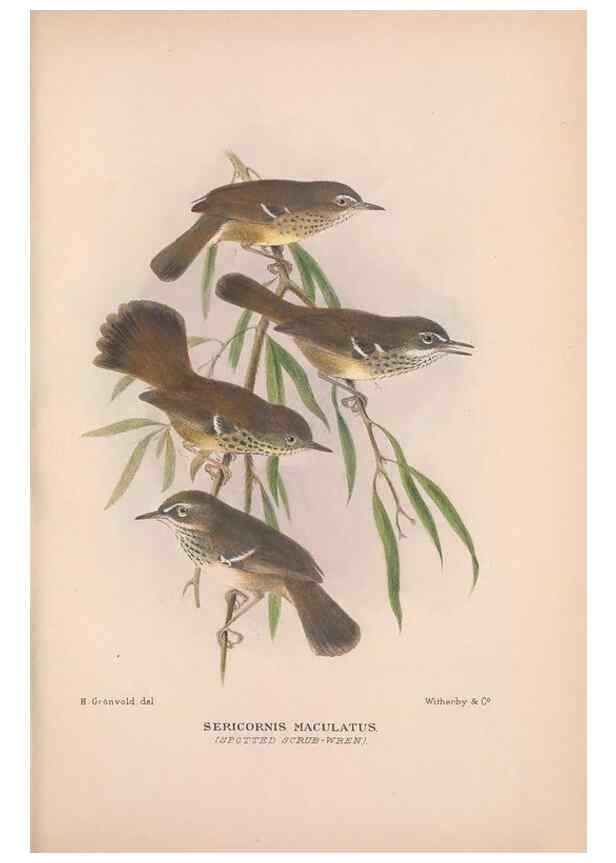 Reproducción/Reproduction 48684526383: The Birds of Australia. London :Witherby & Co.,1910-1927.. 