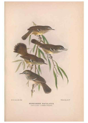 Reproducción/Reproduction 48684526383: The Birds of Australia. London :Witherby & Co.,1910-1927.. 