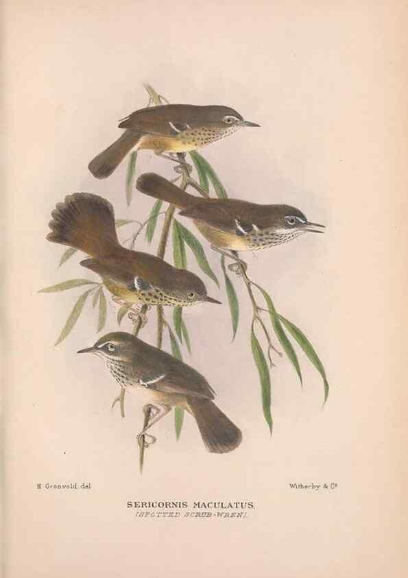 Reproducción/Reproduction 48684526383: The Birds of Australia. London :Witherby & Co.,1910-1927.. 
