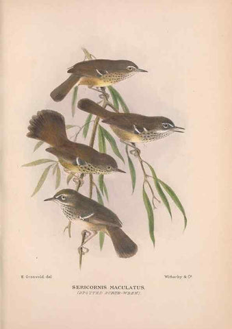 Reproducción/Reproduction 48684526383: The Birds of Australia. London :Witherby & Co.,1910-1927.. 