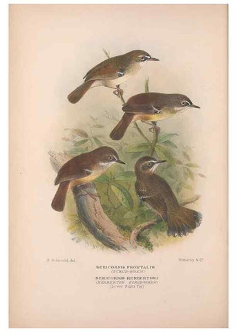 Reproducción/Reproduction 48684526053: The Birds of Australia. London :Witherby & Co.,1910-1927.. 