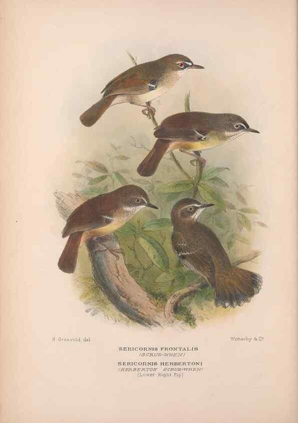 Reproducción/Reproduction 48684526053: The Birds of Australia. London :Witherby & Co.,1910-1927.. 