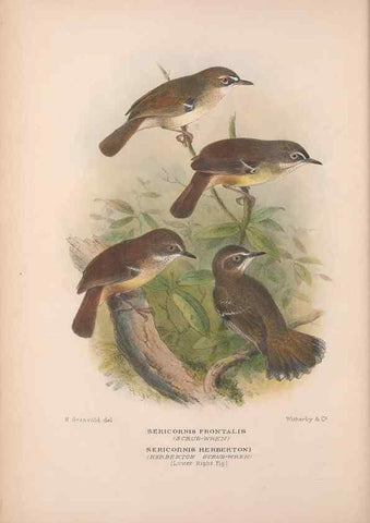Reproducción/Reproduction 48684526053: The Birds of Australia. London :Witherby & Co.,1910-1927.. 