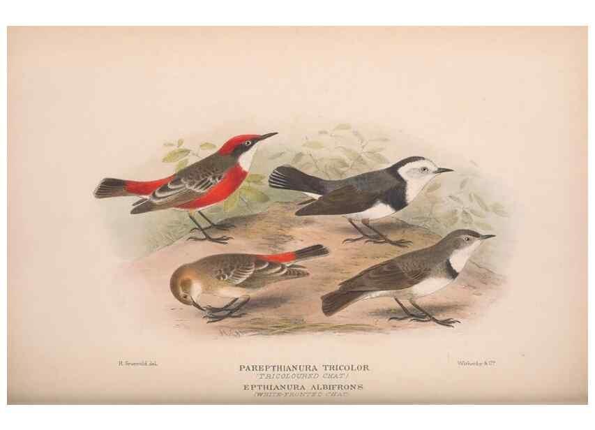 Reproducción/Reproduction 48684815601: The Birds of Australia. London :Witherby & Co.,1910-1927.. 