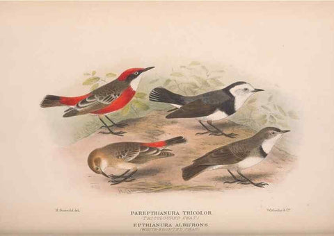 Reproducción/Reproduction 48684815601: The Birds of Australia. London :Witherby & Co.,1910-1927.. 