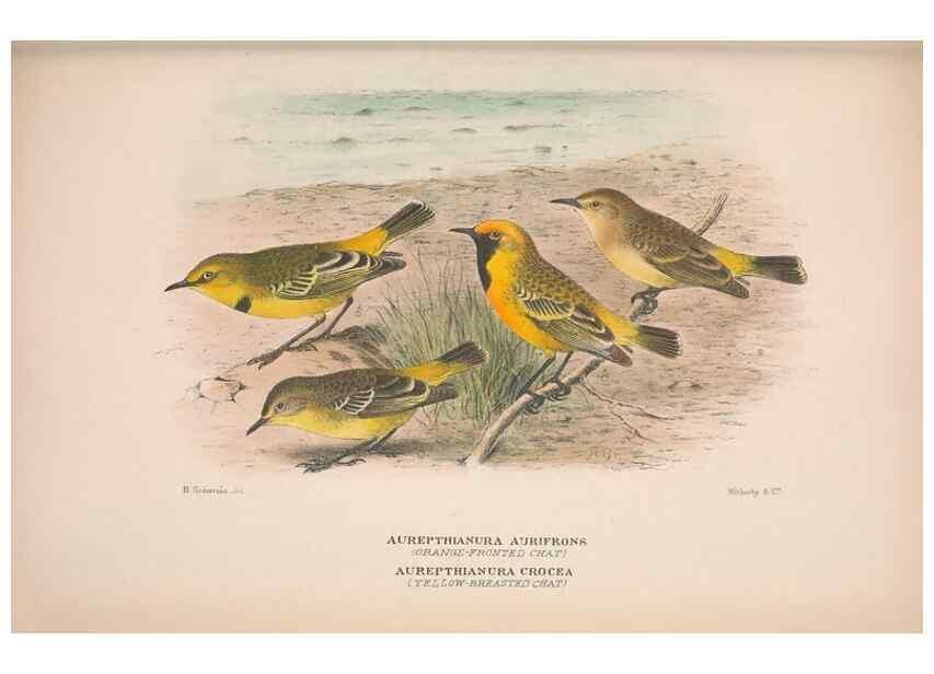 Reproducción/Reproduction 48684816056: The Birds of Australia. London :Witherby & Co.,1910-1927.. 