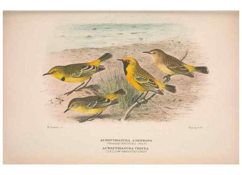 Reproducción/Reproduction 48684816056: The Birds of Australia. London :Witherby & Co.,1910-1927.. 