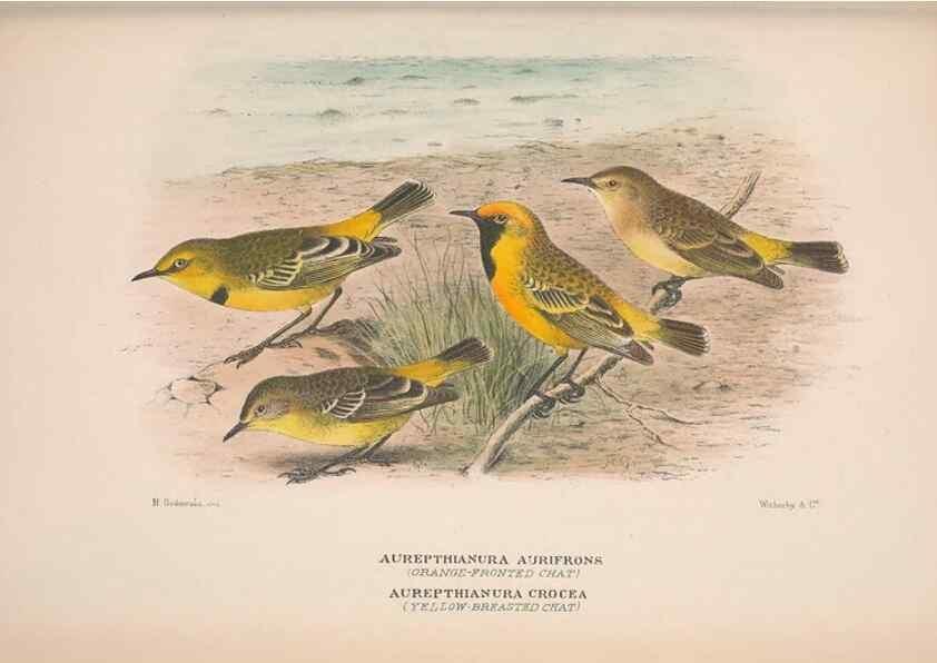 Reproducción/Reproduction 48684816056: The Birds of Australia. London :Witherby & Co.,1910-1927.. 