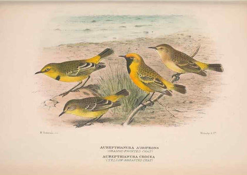Reproducción/Reproduction 48684816056: The Birds of Australia. London :Witherby & Co.,1910-1927.. 