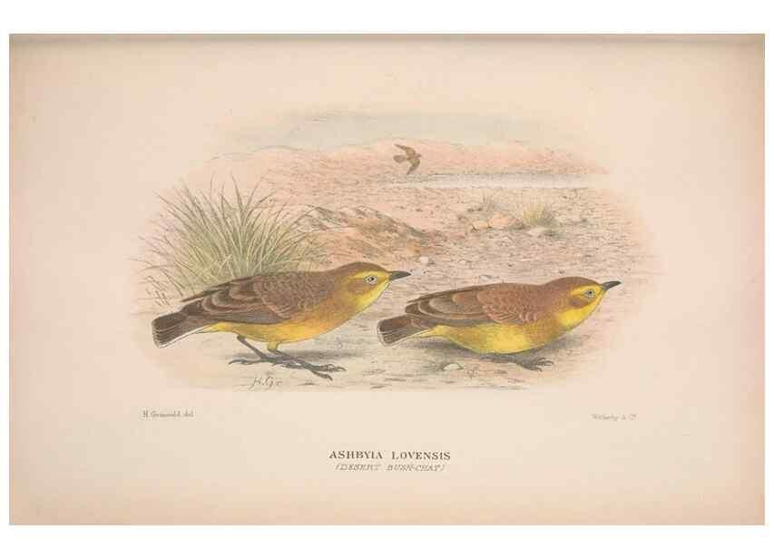 Reproducción/Reproduction 48684476768: The Birds of Australia. London :Witherby & Co.,1910-1927.. 