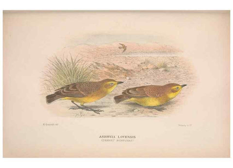 Reproducción/Reproduction 48684476768: The Birds of Australia. London :Witherby & Co.,1910-1927.. 