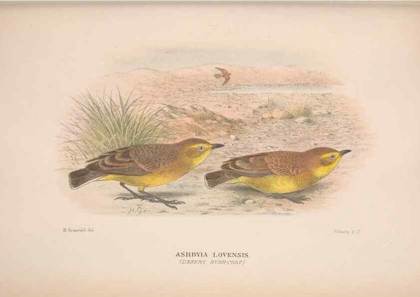 Reproducción/Reproduction 48684476768: The Birds of Australia. London :Witherby & Co.,1910-1927.. 