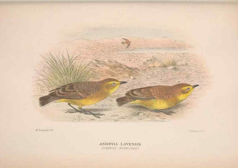Reproducción/Reproduction 48684476768: The Birds of Australia. London :Witherby & Co.,1910-1927.. 