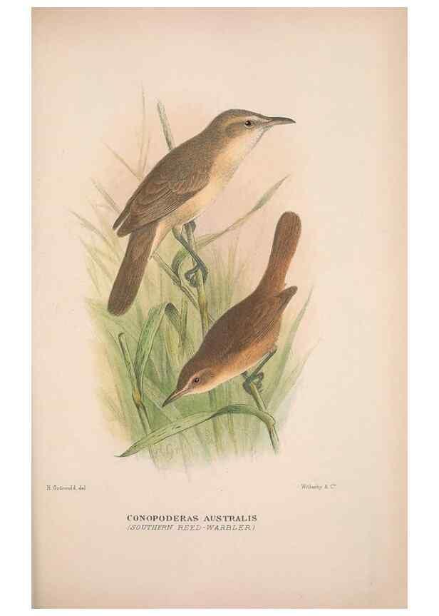 Reproducción/Reproduction 48684477123: The Birds of Australia. London :Witherby & Co.,1910-1927.. 