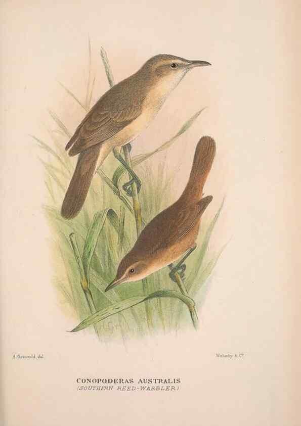 Reproducción/Reproduction 48684477123: The Birds of Australia. London :Witherby & Co.,1910-1927.. 