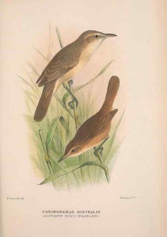 Reproducción/Reproduction 48684477123: The Birds of Australia. London :Witherby & Co.,1910-1927.. 