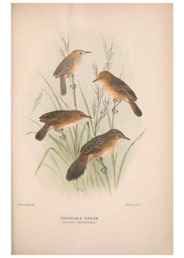 Reproducción/Reproduction 48684817256: The Birds of Australia. London :Witherby & Co.,1910-1927.. 