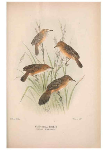 Reproducción/Reproduction 48684817256: The Birds of Australia. London :Witherby & Co.,1910-1927.. 
